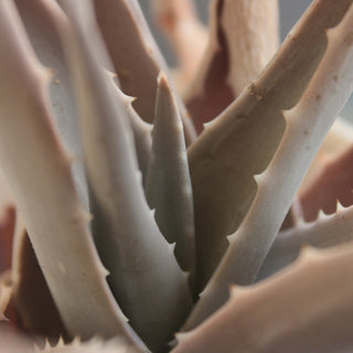 the leaves of an aloe plant