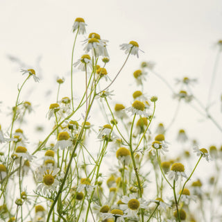 Chamomile flowers against a light sky