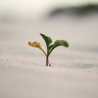 A small green sprout growing from pale sand