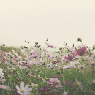 A field of pale cosmos flowers under a soft sky