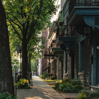 a tree-lined city street in summer
