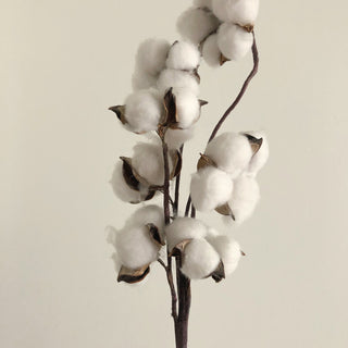 a branch of cotton flowers on white