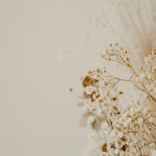 dried flowers on a cream background