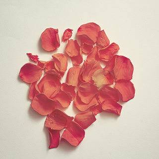 Red rose petals gathered on a white surface