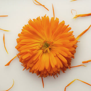 An orange calendula flower on white with scattered petals