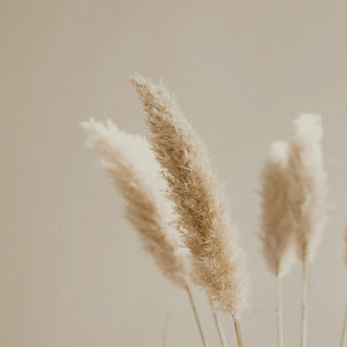 Dried pampas grass stems against a warm beige wall