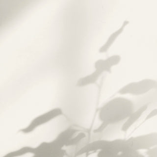 Soft plant shadows on a white wall