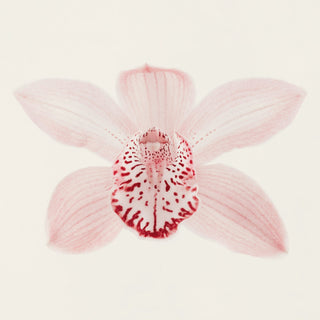A pale pink orchid flower on white