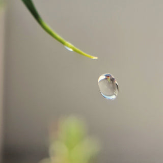 A single water droplet falling from a green stem