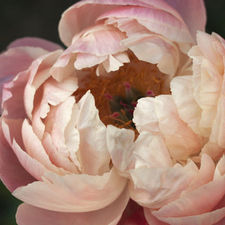 Close up of a soft peach peony in bloom