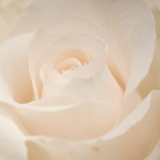 Close up of a cream rose in bloom