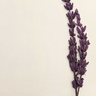 A single sprig of lavender on white