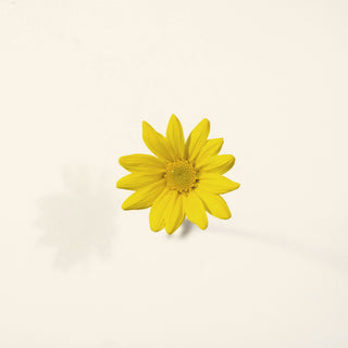 A single yellow flower on a white background